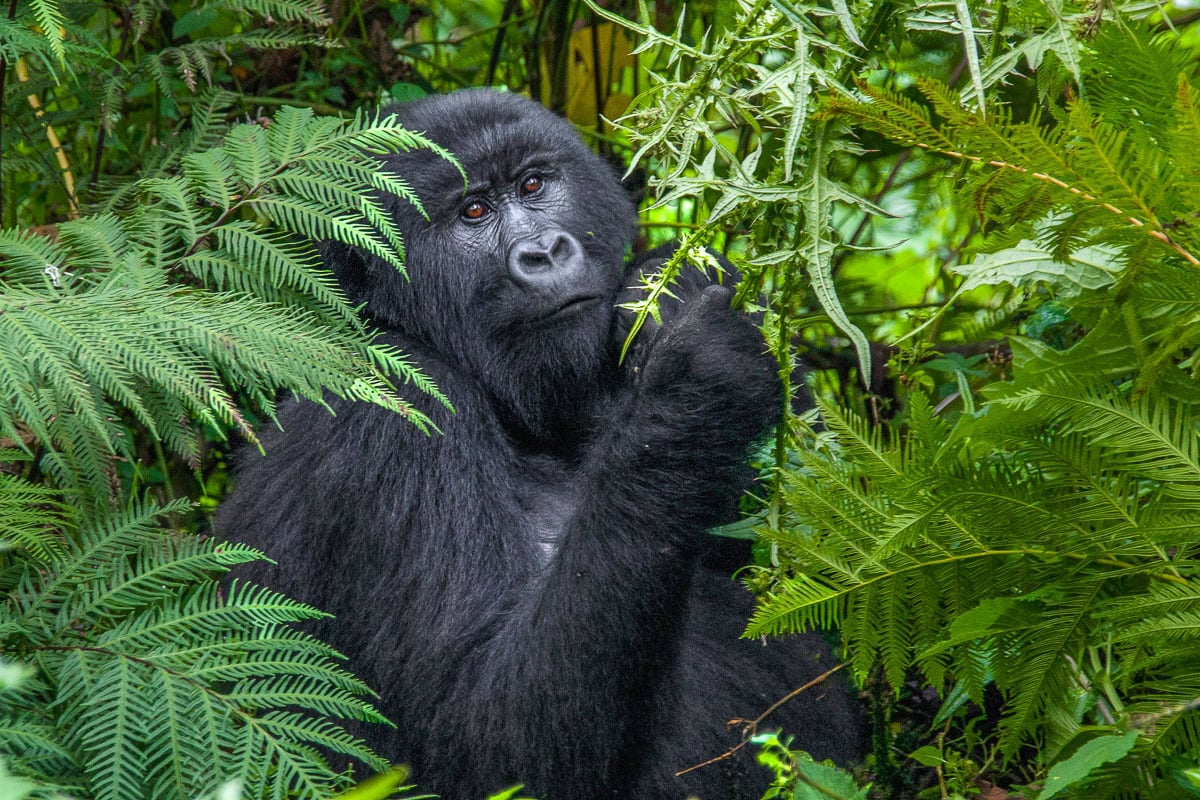 Uganda Gorilla Adventure